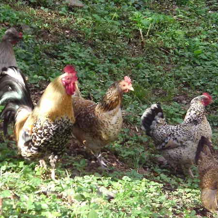 La Bertichere * Сен-Жан-ле-Тома