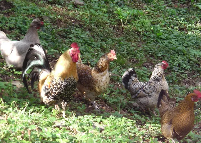 La Bertichère * Saint-Jean-le-Thomas